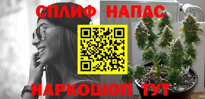 стафф Кингисепп